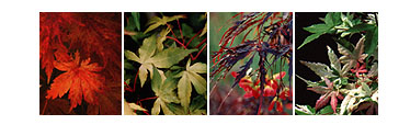 Leaves