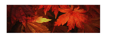 Autumn 
Maples