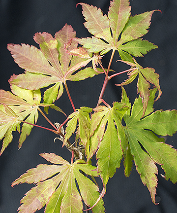 Japanese Maples | Catalog